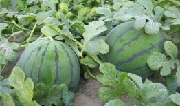 赞美吃瓜的好处,品味生活之美——探寻吃瓜的五大益处