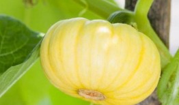 发烧可以吃方瓜嘛,方瓜能否成为食疗佳选？