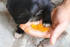 吃瓜里面有蛆虫吗,吃瓜安全指南——蛆虫隐患与防范措施