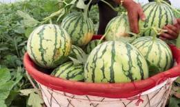 西瓜熟了吃瓜了,尽享西瓜熟透的甘甜时光