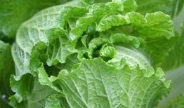 痛风可以吃白瓜,白瓜助力健康饮食