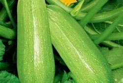 瓜在线吃瓜,揭秘网络吃瓜文化的魅力与争议