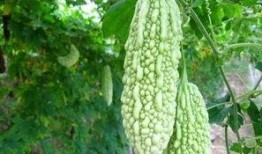 无规则吃瓜,揭秘娱乐圈幕后真相