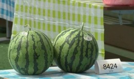 专一吃瓜,揭秘娱乐圈那些不为人知的幕后故事