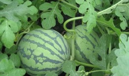 独宠吃瓜,揭秘娱乐圈背后的甜蜜瓜田