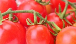 吃瓜大料番茄小说,番茄小说中的神秘世界