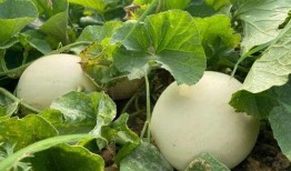 荣儿吃瓜,揭秘娱乐圈幕后故事