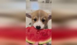 吃瓜小狗视频软件,揭秘热门视频软件背后的趣味世界