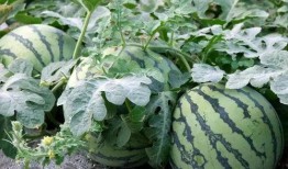 莲花楼阿飞吃瓜,揭秘莲花楼背后的神秘瓜界风云