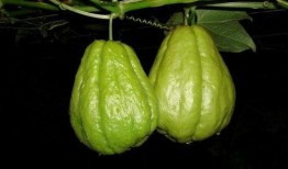 痔疮吃佛手瓜,天然食疗新选择