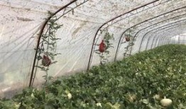 刘家峡吃老瓜,探寻老瓜美食文化之旅