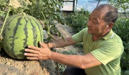 临清小卫吃瓜视频,揭秘网络热点背后的故事