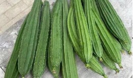 吃绿色的瓜,健康生活新选择