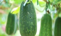 3月瓜怎么吃,3月瓜果的多样食用指南