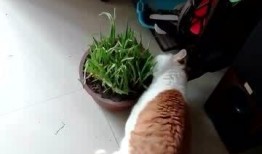 叶小猫吃瓜