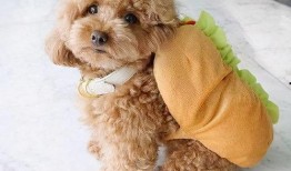 泰迪吃佛手瓜,泰迪狗狗的佛手瓜美食之旅