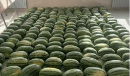 寮步吃瓜新闻,揭秘当地热点事件背后的真相