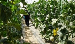 林海吃瓜视频,揭秘娱乐圈幕后故事