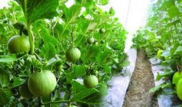 孕妇可以吃瓜吗香瓜,孕妇可以吃香瓜吗？营养与注意事项