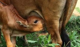 吃瓜的小牛犊,揭秘农村生活趣味瞬间