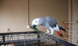 鹦鹉吃瓜趣事,一场欢乐的跨界趣事