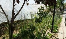 林海吃瓜视频,揭秘娱乐圈幕后故事