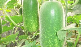 吃瓜图片横版高清,揭秘夏日消暑新潮流