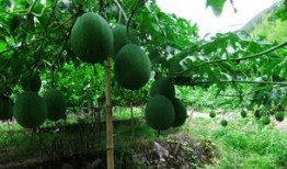 鑫仔吃吊瓜,鑫仔的吊瓜美食之旅