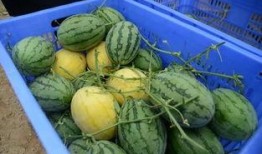 吃瓜的群vx,微信群的趣味与争议