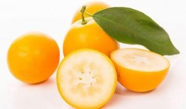 吃小金桔能吃方瓜吗,探寻奇妙搭配的美食奥秘