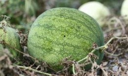 兰州吃瓜事件照片,一场网络热议背后的真相揭秘