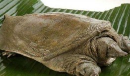 甲鱼会吃瓜了吗,学会吃瓜的奇妙转变