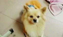 宠物吃瓜配乐,欢乐无限，音乐相伴