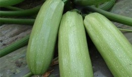 吃少瓜好处,健康生活新选择