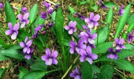 紫瓜地丁咋吃的,紫瓜地丁的食用方法与营养功效揭秘