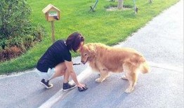 宁晋遛狗吃瓜事件