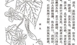 古人吃瓜都煮,瓜果煮食的千年传承