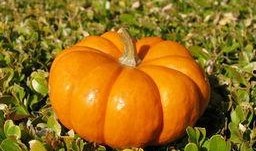 好心情吃瓜,轻松享受夏日清凉时光