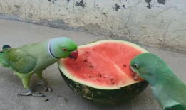 鹦鹉吃瓜趣事,一场欢乐的跨界趣事