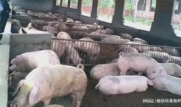 小猪不吃饲料只吃瓜,小猪弃食饲料偏爱瓜果的奇妙食趣