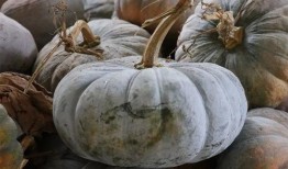 吃地瓜还是有机瓜,健康饮食的选择之道