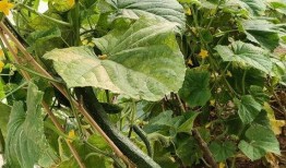 绿色的树瓜怎么吃,绿色树瓜的多样食法探索