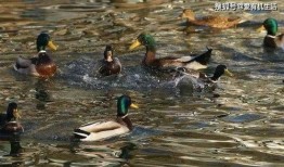 中秋吃瓜花鸭,瓜花鸭香满园