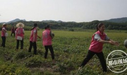 抚州哪里可以吃瓜,探寻当地特色美食之旅