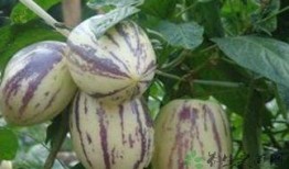 那些不宜吃茄瓜,健康饮食需注意