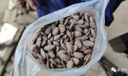 松滋吃瓜,探寻吃瓜文化的独特魅力