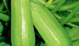 痛风哪些瓜可以吃,痛风患者适宜食用的瓜类指南