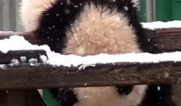 吃瓜小熊c,揭秘娱乐圈的幕后故事