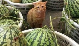 有趣的吃瓜摊名字