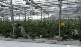 吃瓜系统现代,现代网络社交的“瓜田”奇观